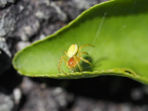 Araniella sp.